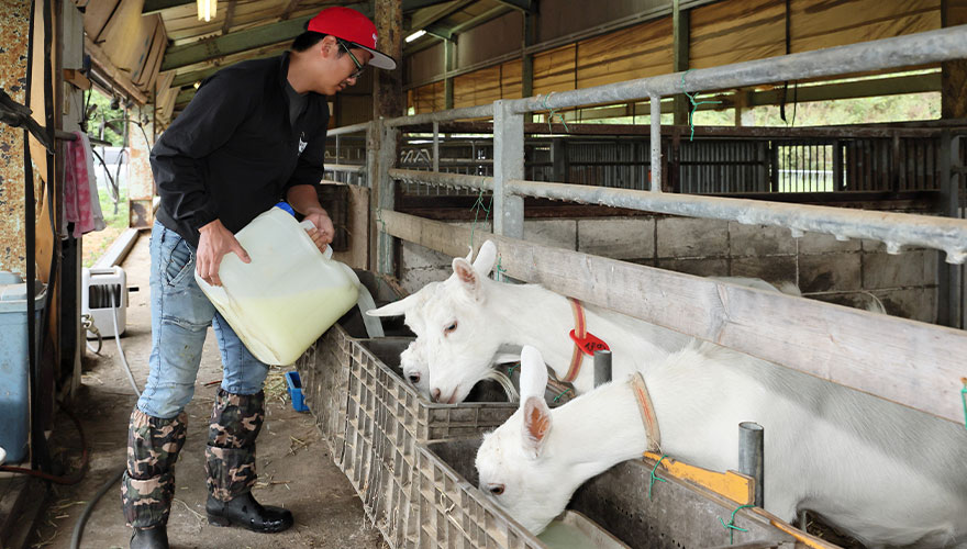 ホエーを混ぜた飲み水はヤギたちに大人気